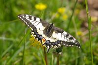 0015 Schwalbenschwanz Papilio machaon 07